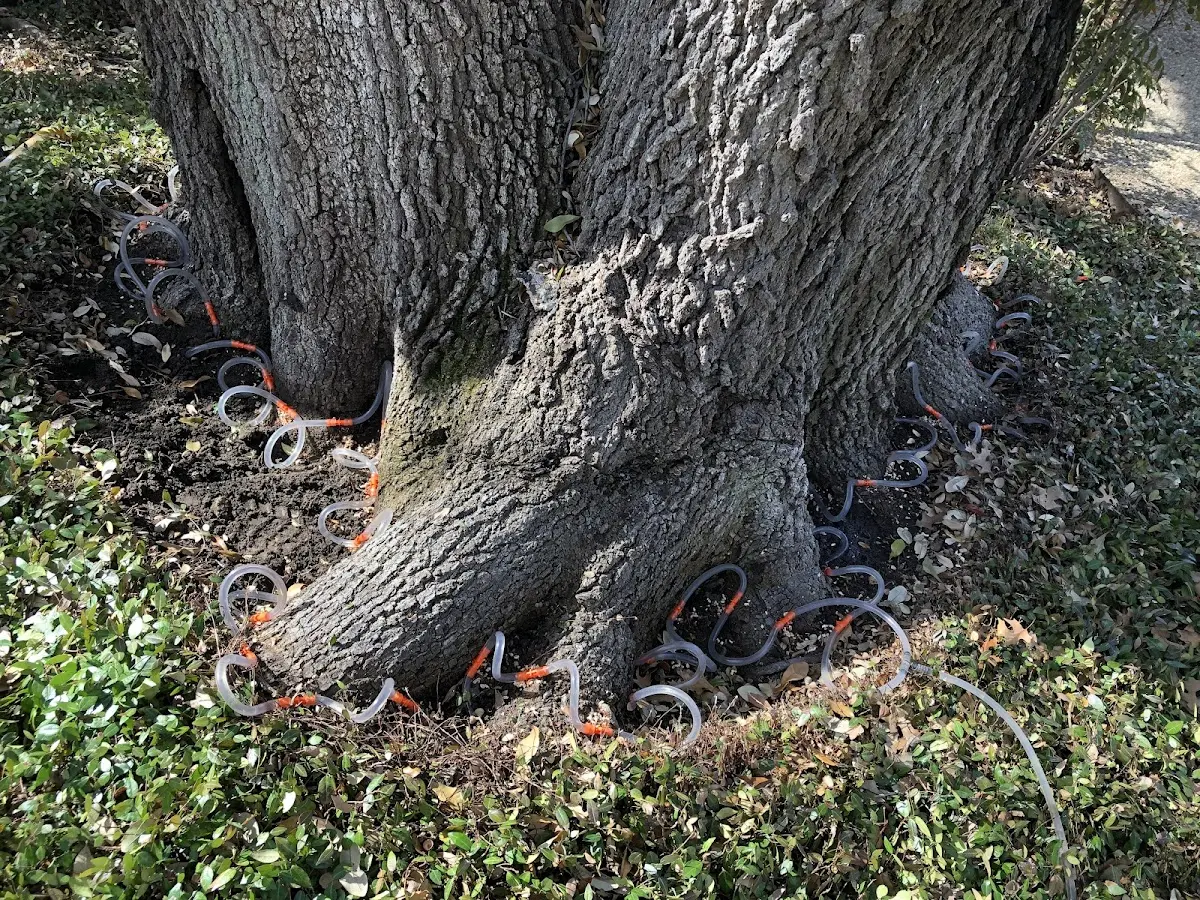 Detailed Tree Cabling and Bracing job site in Sharples