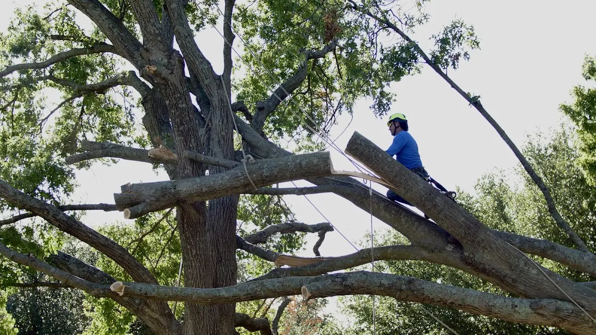 Professional Hazardous Tree Removal performed by certified arborists in Sharples